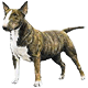 canis73